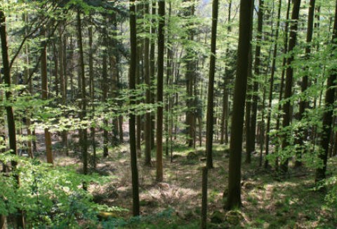 Jeszcze do 11 czerwca można składać wnioski o wypłatę wsparcia na grunty zalesione w ramach PROW 2007 - 2013