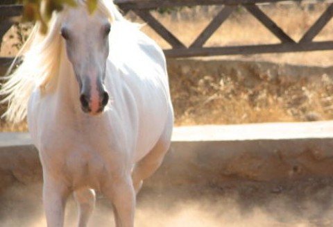 Prezydent RP w Janowie Podlaskim