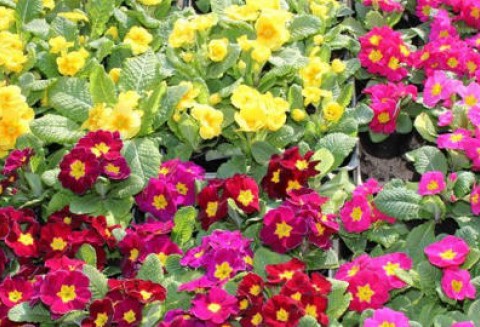 Już w ten weekend odbędą się XXII Targi Rolniczo-Ogrodnicze Kościerzyn 2012