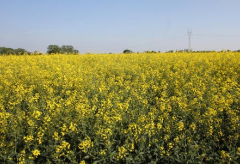 Ceny oleistych na giełdach światowych - 6.06.2012