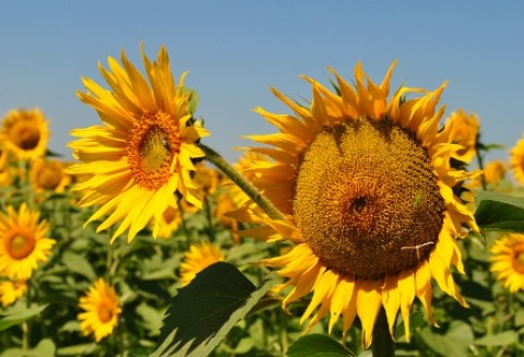 Wyniki branży tłuszczowej uległy pogorszeniu