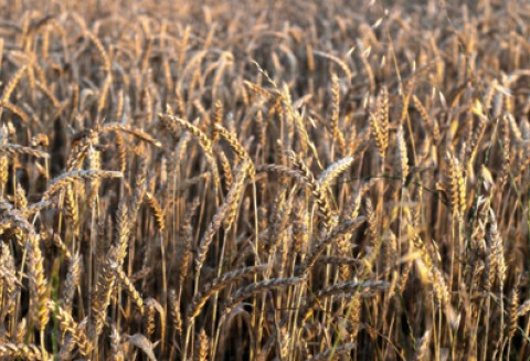 Ponad 512 milionów złotych przekazała ARiMR 344 tys. rolników w pierwszych dniach realizacji dopłat ONW za 2011 r.