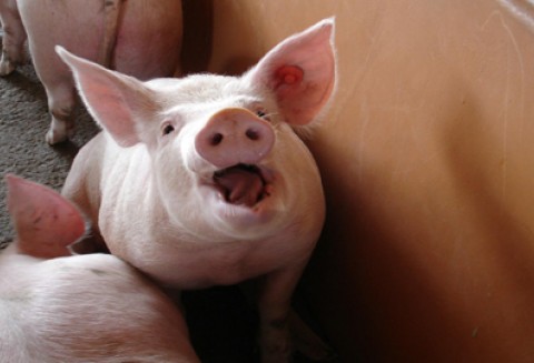 34 sesja Komisji Kodeksu Żywnościowego FAO/WHO z udziałem polskiej Prezydencji