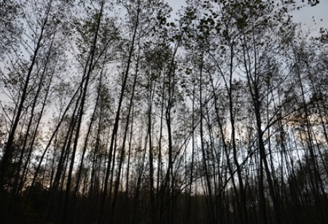 Od dziś 23 stycznia 2012 r. można składać wnioski o przyznanie pomocy na odtworzenie lasów zniszczonych przez klęski żywiołowe