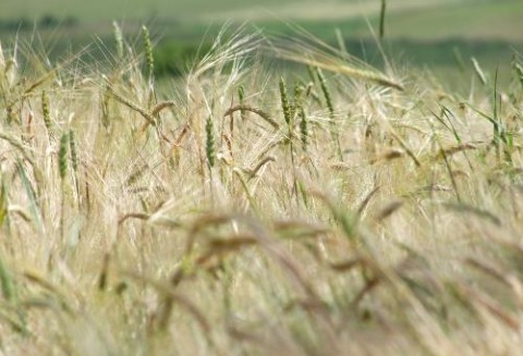 Zarówno ceny zbóż rosną, tak jak i zapotrzebowanie na nie, a zwłaszcza na pszenicę paszową