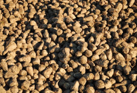 Rosja – Zbiory buraków zależne od pogody