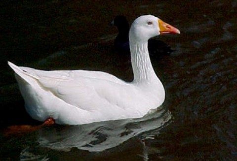 Komunikat IJHARS na temat chowu gęsi owsianej