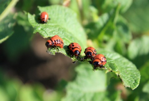 Stonka atakuje ziemniaki