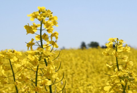 Będzie mniej rzepaku na świecie