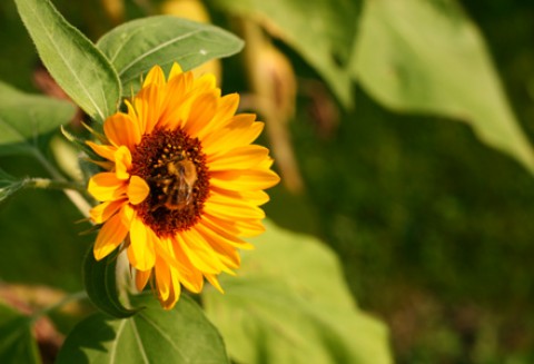 Włochy implementowały RED