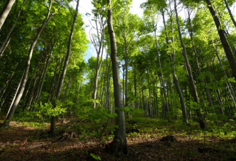 Od 1 czerwca ARiMR przyjmuje wnioski od rolników, którzy chcą na swoich gruntach posadzić las