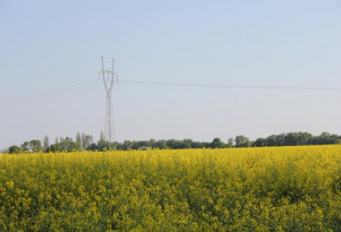 Tydzień na giełdowym rynku oleistych - 4-05-2012