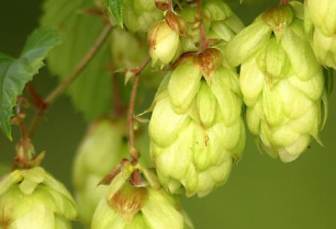 Polskie piwo z zagranicznego chmielu