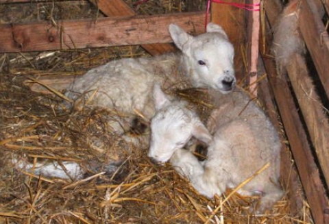 Nowa Zelandia – Spadek eksportu jagnięciny