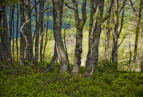 Europejski Kongres Edukacji Rolniczej i Leśnej „Promocja PROW 2007-2013 poprzez działania edukacyjne”
