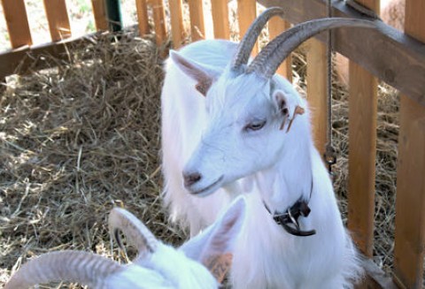 Zwycięzcy Regionalnej Wystawy Ras Rodzimych