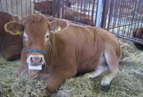 Wielka Brytania – Droga wołowina