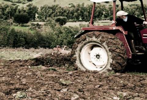 Straty na polach Wielkopolski
