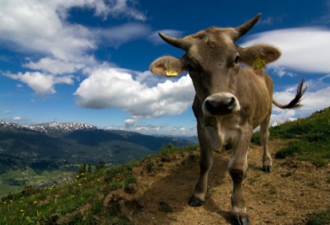 Austria – Przekroczenie kwoty mlecznej