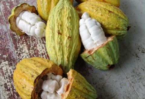 Niższa jakość zbiorów kakao