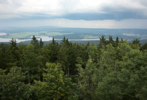 Została opublikowana lista przysługiwania pomocy na odtworzenie lasów zniszczonych przez klęski żywiołowe