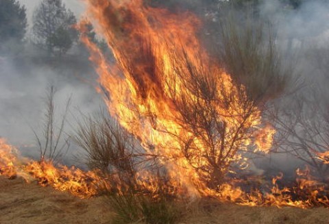 Dlaczego nie wypalać traw?