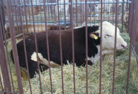 Eksport unijnego mięsa i żywca wołowego z refundacjami