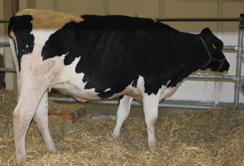 Peru – Zniesiono zakaz importu kanadyjskiej wołowiny