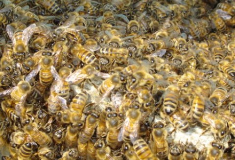 Zatruty nektar przyczyną wymierania pszczół