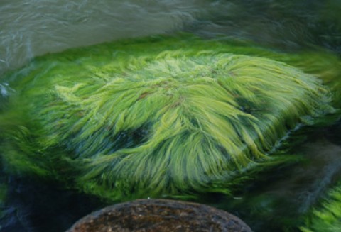 Uniwersytet w Teksasie uruchomił największą w USA demontracyjną instalację hodowli alg do produkcji biopaliw