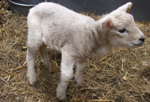 Urugwaj – Mniejszy eksport owczego mięsa