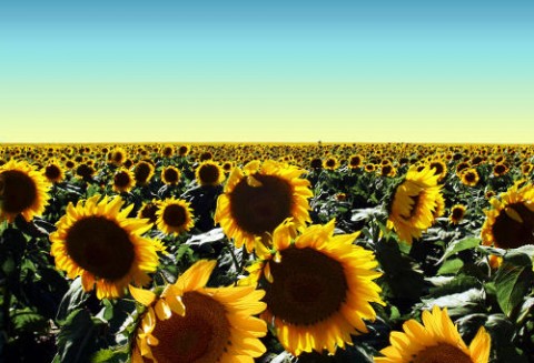 Wzrost przerobu słonecznika