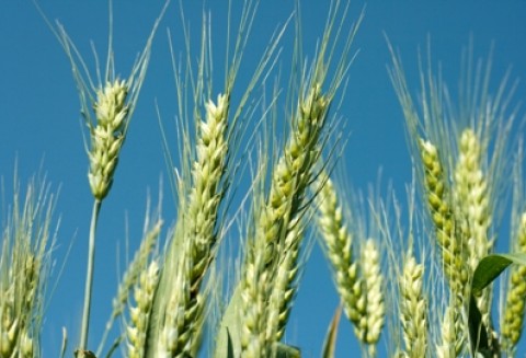 Reforma WPR do 2020 r. przedmiotem rozmów ministra Marka Sawickiego w Brukseli