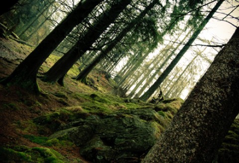 Do 17 lutego 2012 r. można składać wnioski o przyznanie pomocy na odtworzenie lasów zniszczonych przez klęski żywiołowe