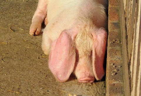 Skup mięsa wieprzowego nadal trwa i chętnych nie brakuje