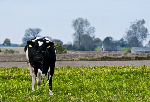 Polska jest liderem w eksporcie wołowiny poza granice Unii Europejskiej