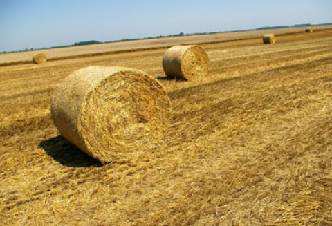 Perspektywy rozwoju współpracy handlowej w branży rolno-spożywczej między Polską a Kanadą