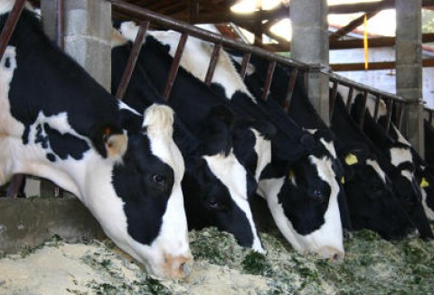 Australia – Rośnie produkcja mleka