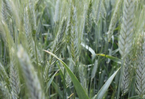 Ceny zbóż na giełdach światowych –15.06.2012