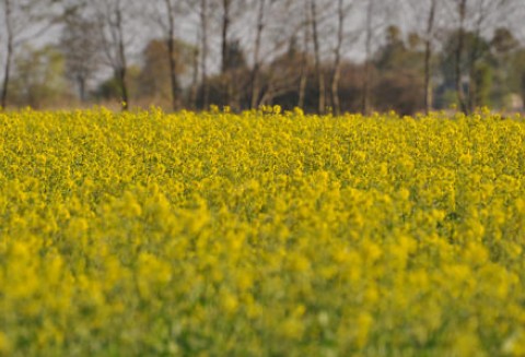 4.04.2012-Oleiste-rzepak we wtorek najdroższy na Matif od ponad roku