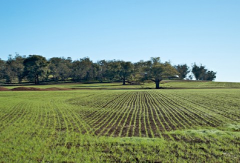Kwalifikowany materiał siewny - ważny element integrowanej ochrony