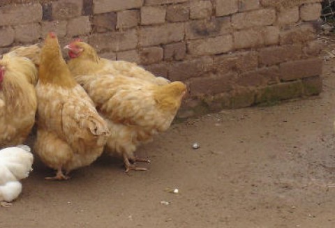 Rosja – Limity na import mrożonego drobiu zostaną zmniejszone