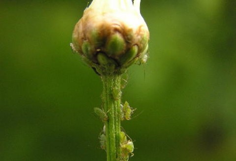 Propozycja nowych zasad produkcji owoców i warzyw przeznaczonych na eksport do Federacji Rosyjskiej