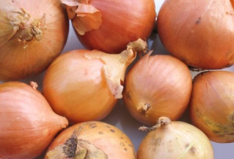 Holandia – Spadek eksportu cebuli