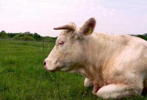 W szczepieniach na tzw. chorobę niebieskiego języka zaszły pewne zmiany