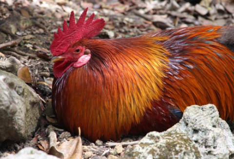 Informacja o programie promocji mięsa drobiowego realizowanym przez KZGPR-IG Święto Indyka oraz  Święto Kurczaka