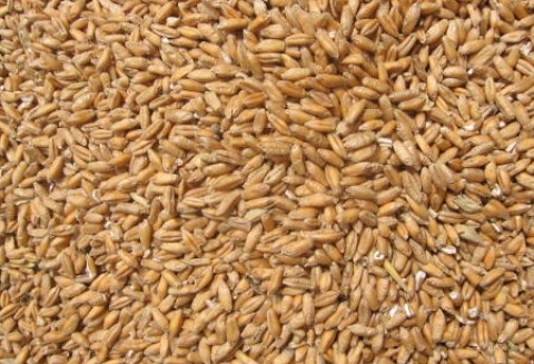 Kanadyjscy producenci zbóż: debatę na temat żywność kontra biopaliwa możemy uznać za zakończoną