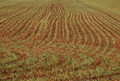 Przesiewy a opłaty za odstęptwo rolne
