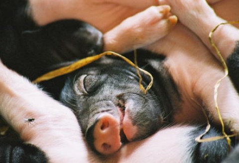 Dania – Dobre prognozy w produkcji trzody chlewnej