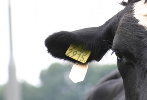 ARiMR przypomina przepisy regulujące 